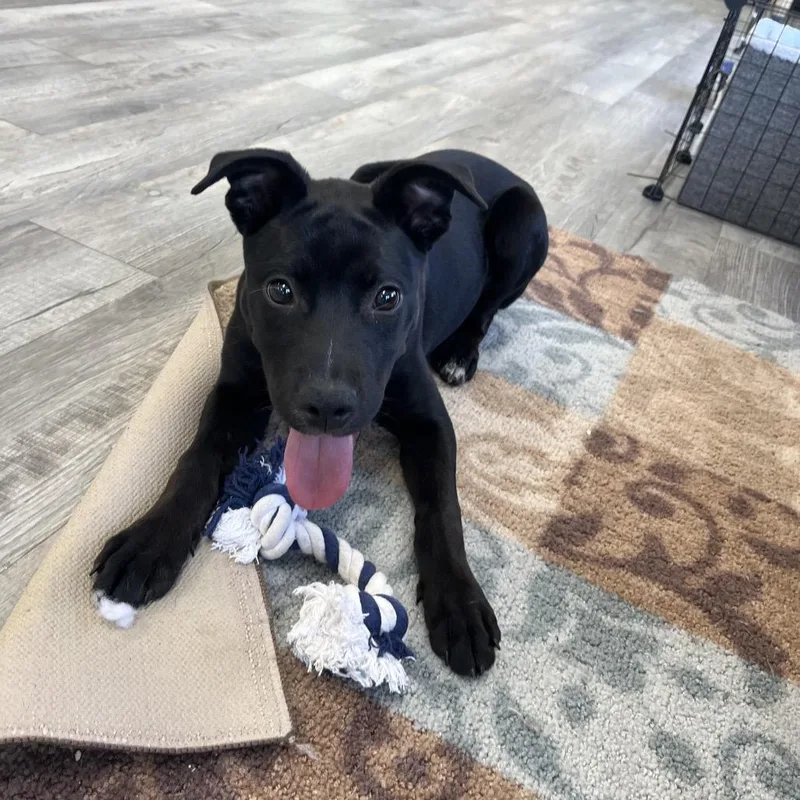 A young medium-sized female Black Labrador Retriever dog named Marley for adoption in Crookston, MN