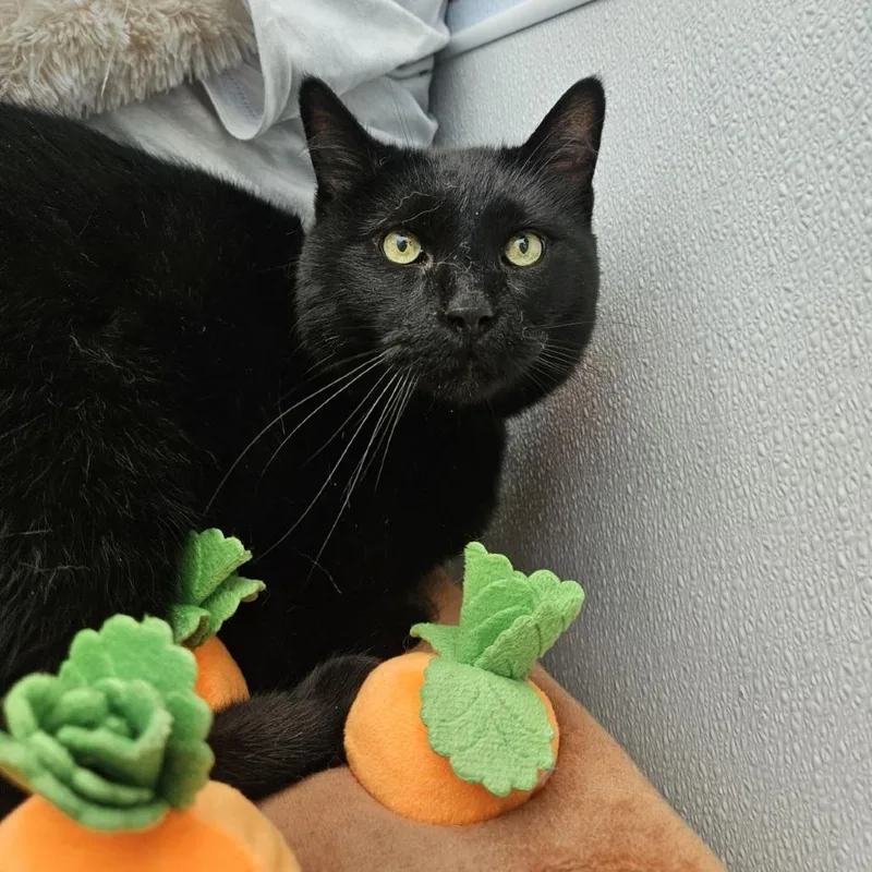A senior medium-sized male Black Domestic Short Hair cat named Hades for adoption in Lakewood, CO