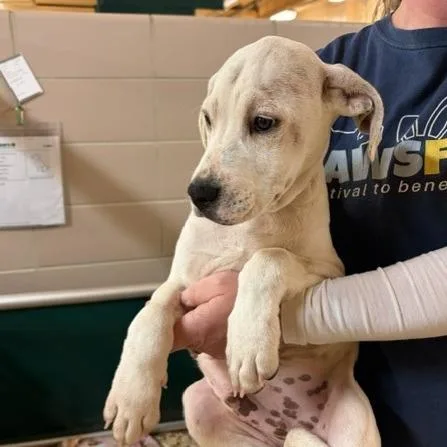 A baby small-sized male White / Cream Mixed Breed dog named Lake for adoption in Waukesha, WI