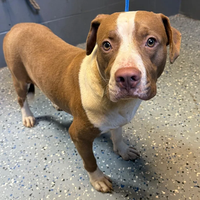 A young medium-sized male Brown / Chocolate Pit Bull Terrier dog named Hank for adoption in Tuscaloosa, AL