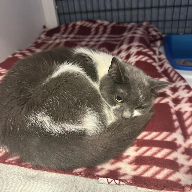 A senior small-sized female Domestic Short Hair cat named Fergalicious for adoption in Ruckersville, VA