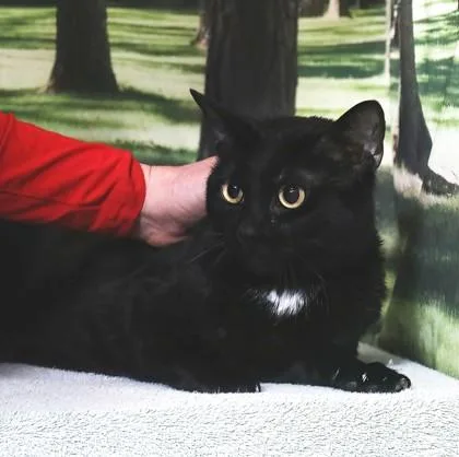 An adult medium-sized male Domestic Short Hair cat named Insane for adoption in West Chester, PA