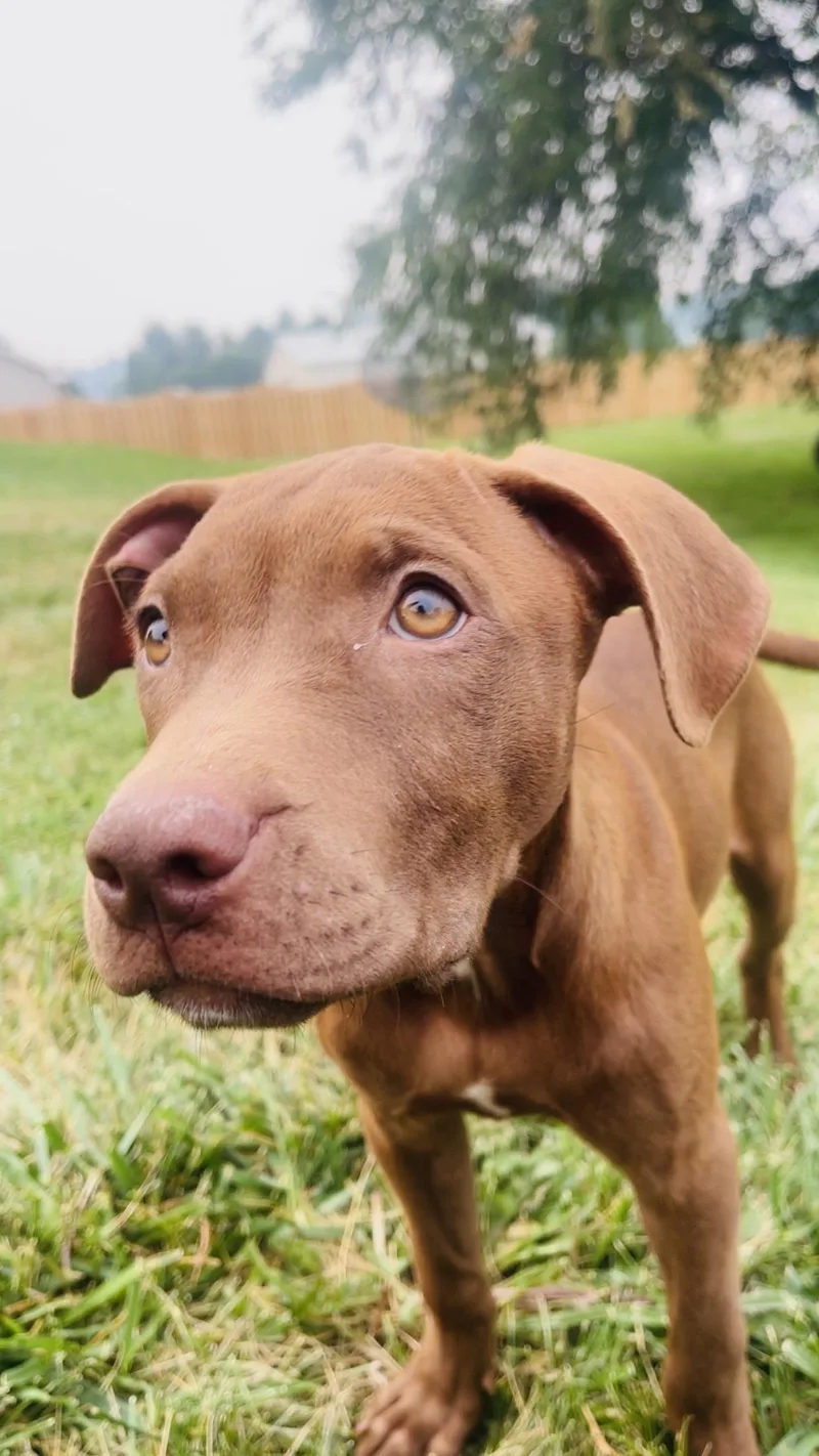 A young large-sized female Brown / Chocolate Mixed Breed dog named Reece for adoption in Kenosha, WI