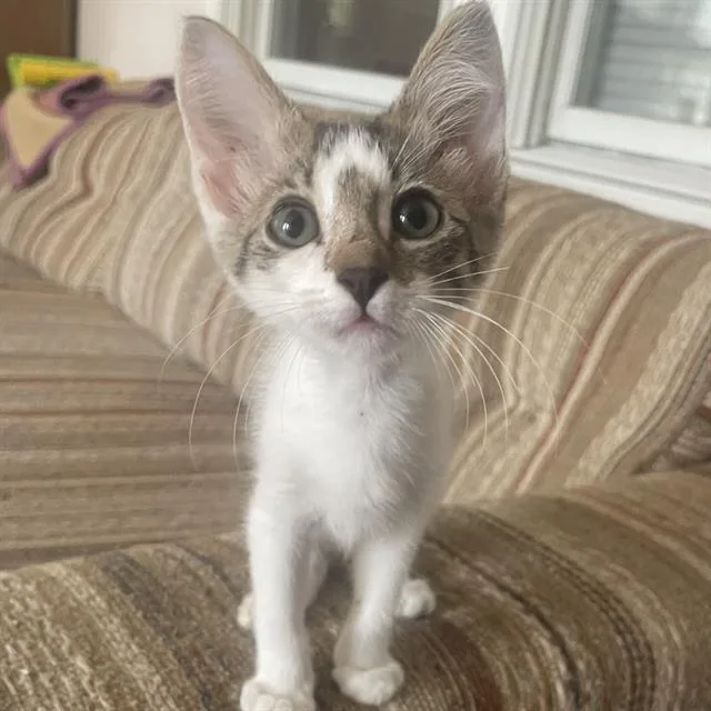 A baby small-sized male Domestic Short Hair cat named Macey for adoption in San Antonio, TX