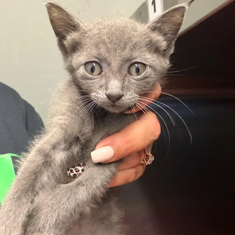 A baby small-sized female Gray / Blue / Silver American Shorthair cat named Uma for adoption in Lake Jackson, TX
