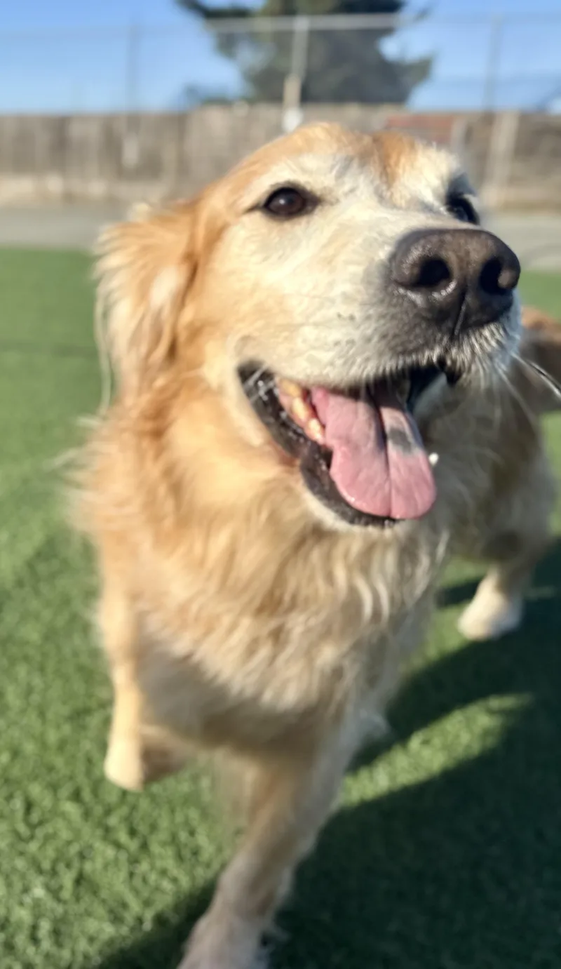 A senior large-sized male Golden Retriever dog named Levi for adoption in Petaluma, CA