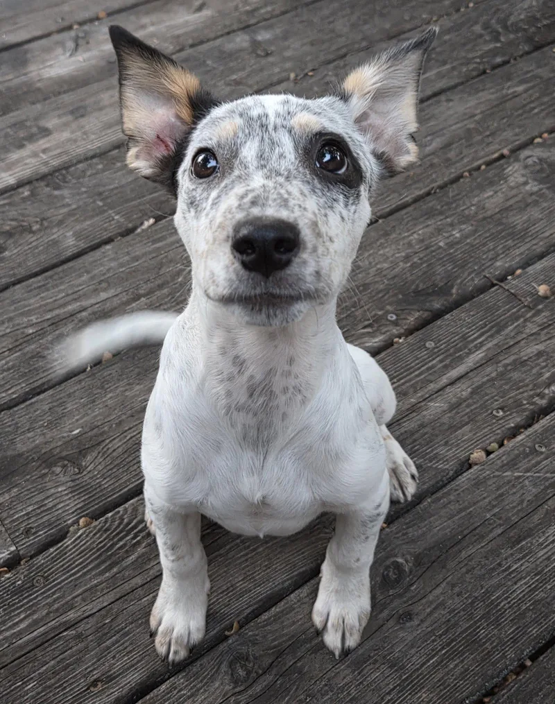A baby large-sized female Australian Cattle Dog / Blue Heeler dog named Mille Lacs for adoption in Brooklyn Center, MN