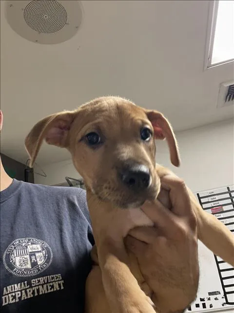 A baby small-sized female German Shepherd Dog dog named Daisy for adoption in Van Nuys, CA