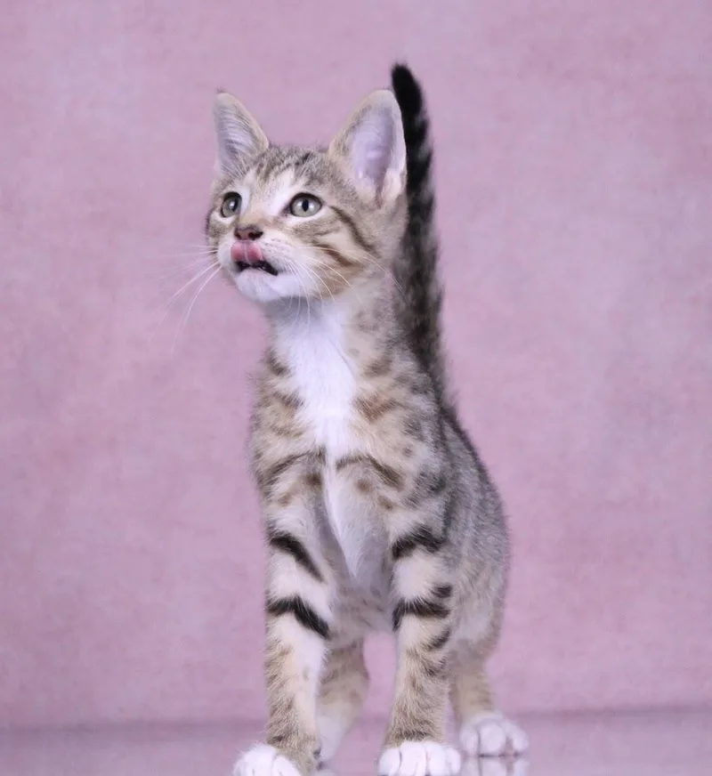 A baby medium-sized male Tabby (Gray / Blue / Silver) Domestic Short Hair cat named Griffin for adoption in Tuscaloosa, AL