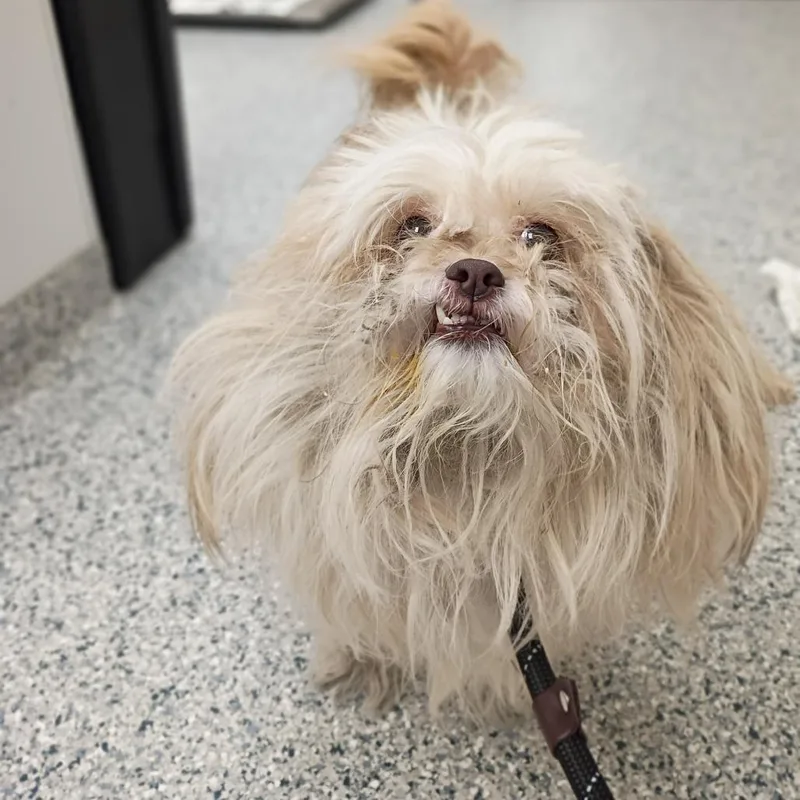 A senior small-sized female Golden Shih Tzu dog named Hunni for adoption in Chicago, IL