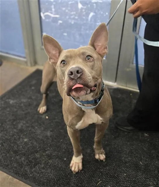 A young large-sized female Mixed Breed dog named Bebe for adoption in Dallas, TX