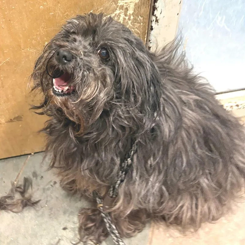 A senior small-sized female Gray / Blue / Silver Mixed Breed dog named Fluffy for adoption in Chattanooga, TN