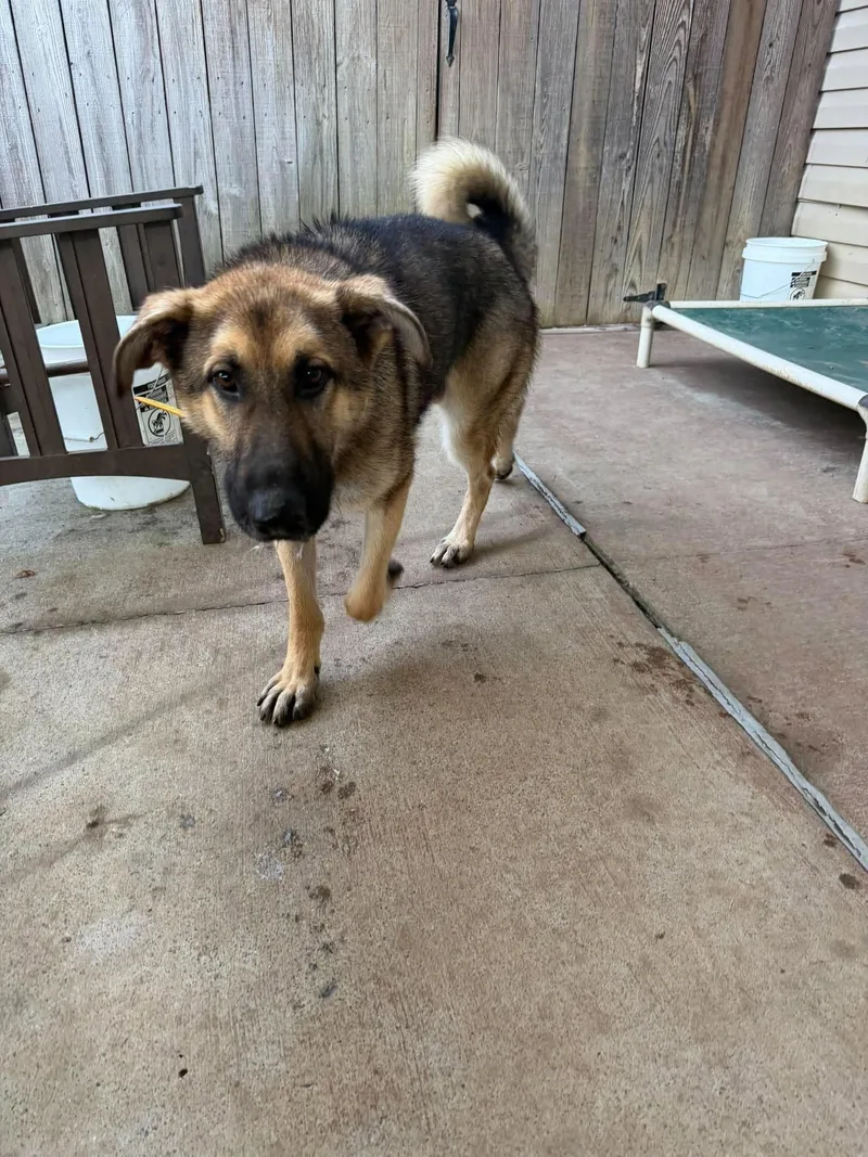 A young large-sized male German Shepherd Dog dog named Bonno for adoption in Greeneville, TN