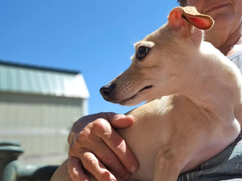 Gemma
