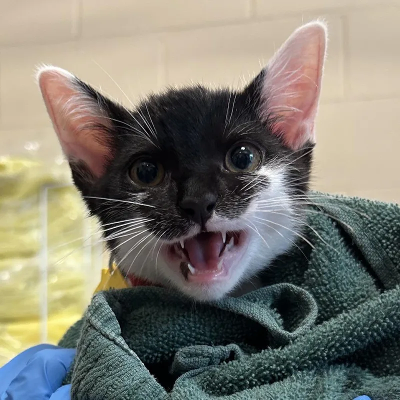 A baby small-sized male Black Domestic Short Hair cat named Gabagool for adoption in Springfield, MA
