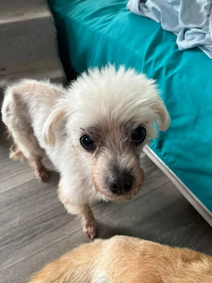 A senior small-sized female White / Cream Poodle dog named Beatrice for adoption in Grosse Pointe Park, MI