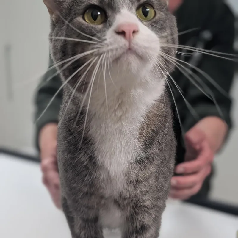 An adult large-sized male Gray / Blue / Silver Domestic Short Hair cat named Boots for adoption in Canton, IL