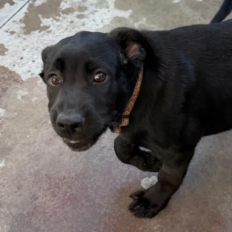 A baby large-sized female Cane Corso dog named Cera for adoption in Palm Springs, CA