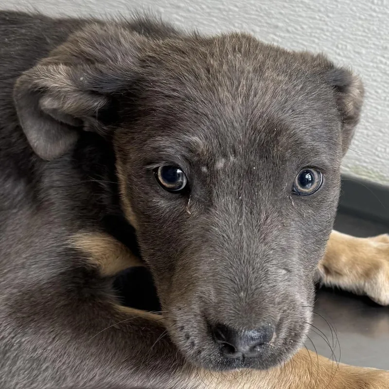 A baby small-sized female Brown / Chocolate Mixed Breed dog named Jessie for adoption in Las Cruces, NM