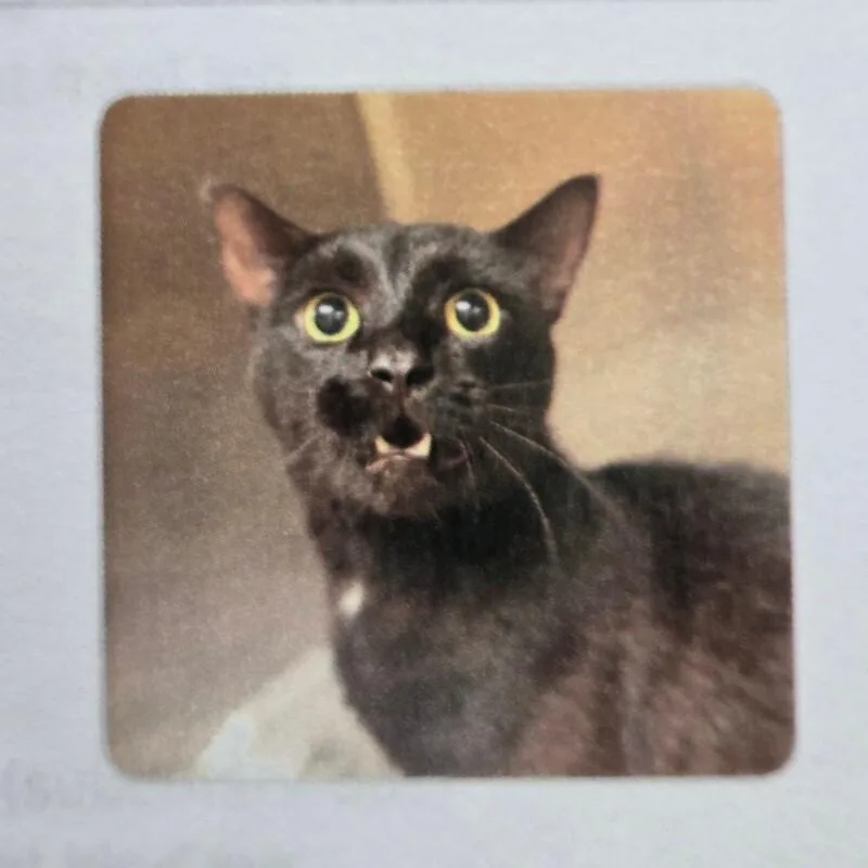 An adult medium-sized male Black Domestic Short Hair cat named Bankz for adoption in MOUNT AIRY, NC