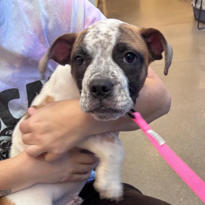 A baby small-sized male Yellow / Tan / Blond / Fawn English Bulldog dog named YORKStray for adoption in York, PA