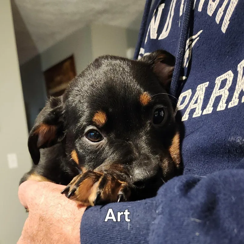 A baby medium-sized male Black Shepherd dog named Art for adoption in Normal, IL