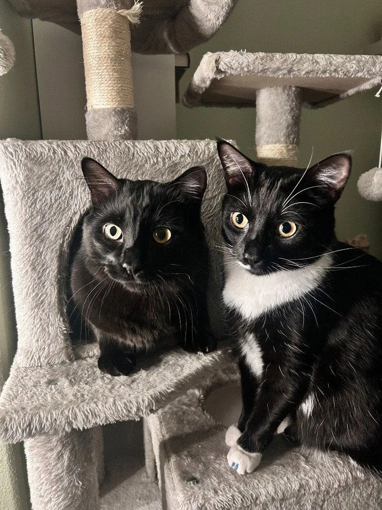 An adult small-sized male Black Domestic Long Hair cat named ABChandler for adoption in Battle Ground, WA