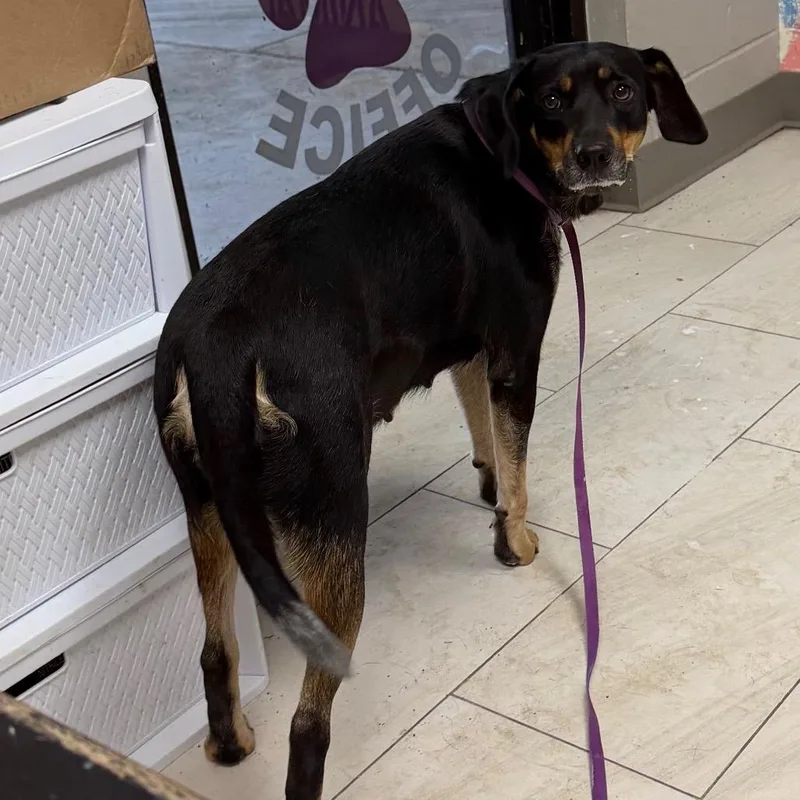 A young medium-sized female Black Bluetick Coonhound dog named Sweetheart for adoption in Lufkin, TX