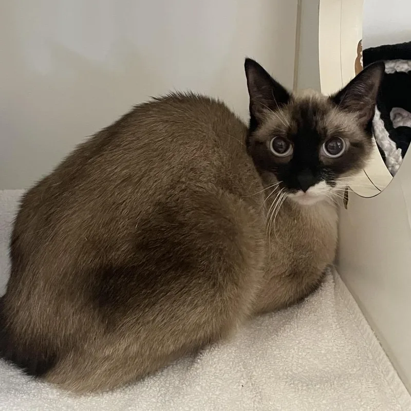 An adult medium-sized female Cream / Ivory Siamese cat named Cocoa for adoption in Westhampton, NY