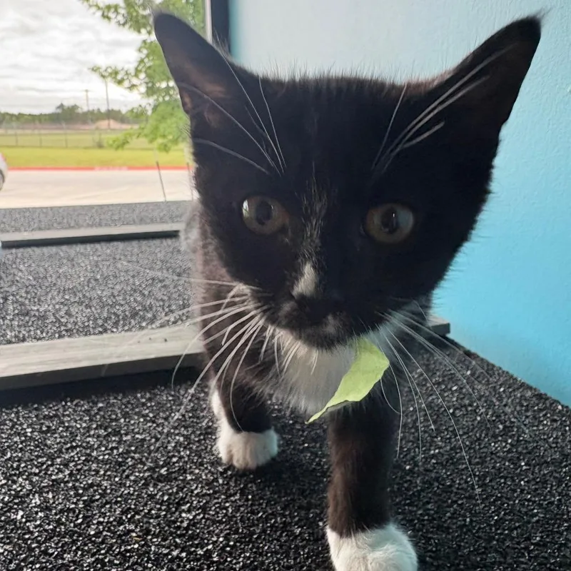 A baby small-sized female Black Domestic Short Hair cat named Nicole for adoption in Leander, TX
