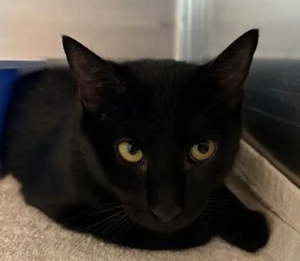 A young small-sized female Domestic Short Hair cat named Sonnet for adoption in Savannah, GA