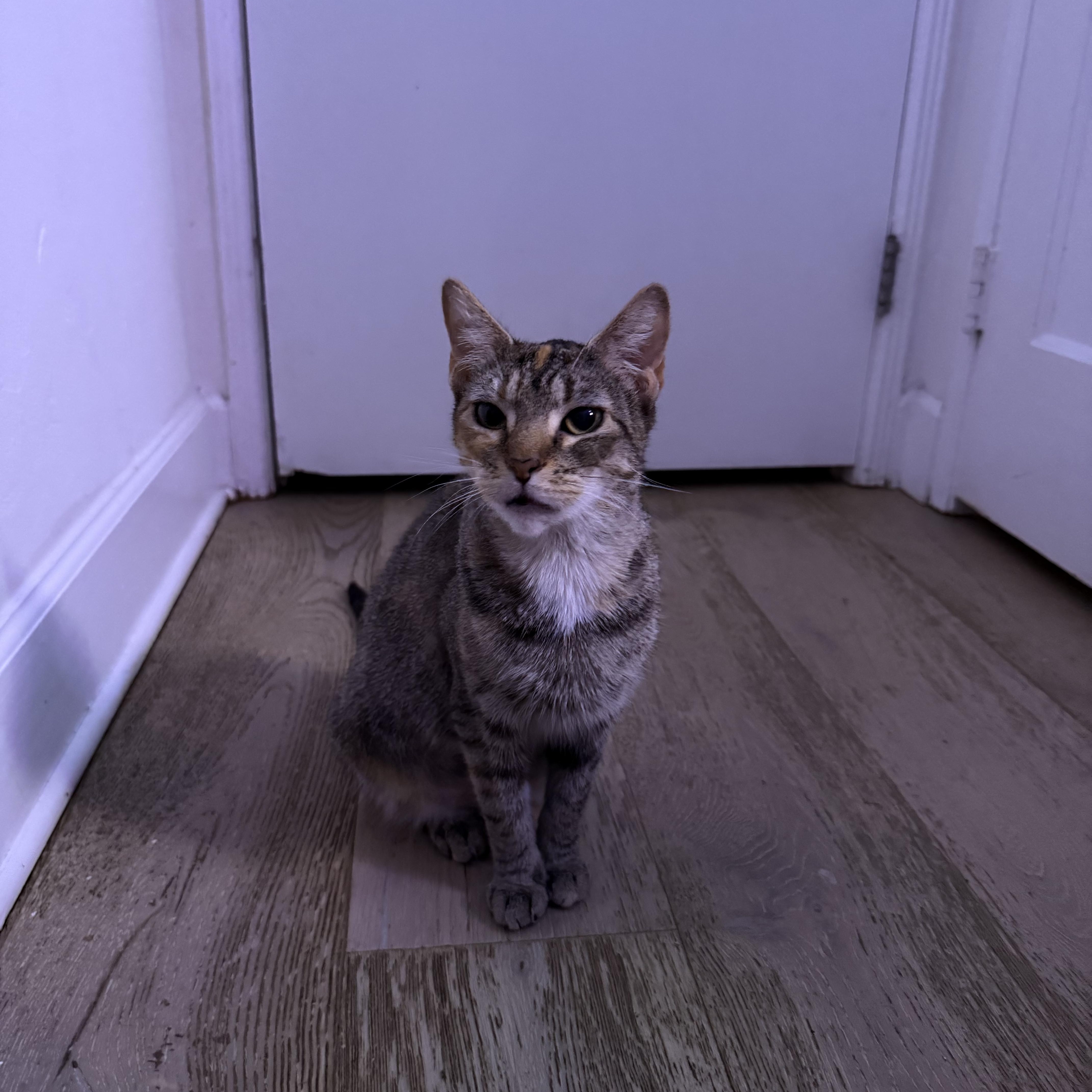 A young medium-sized female Domestic Short Hair cat named Daisy for adoption in Miami, FL