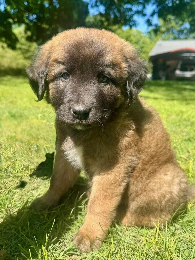 A baby large-sized male Mixed Breed dog named Tootsie Roll for adoption in Nashville, TN