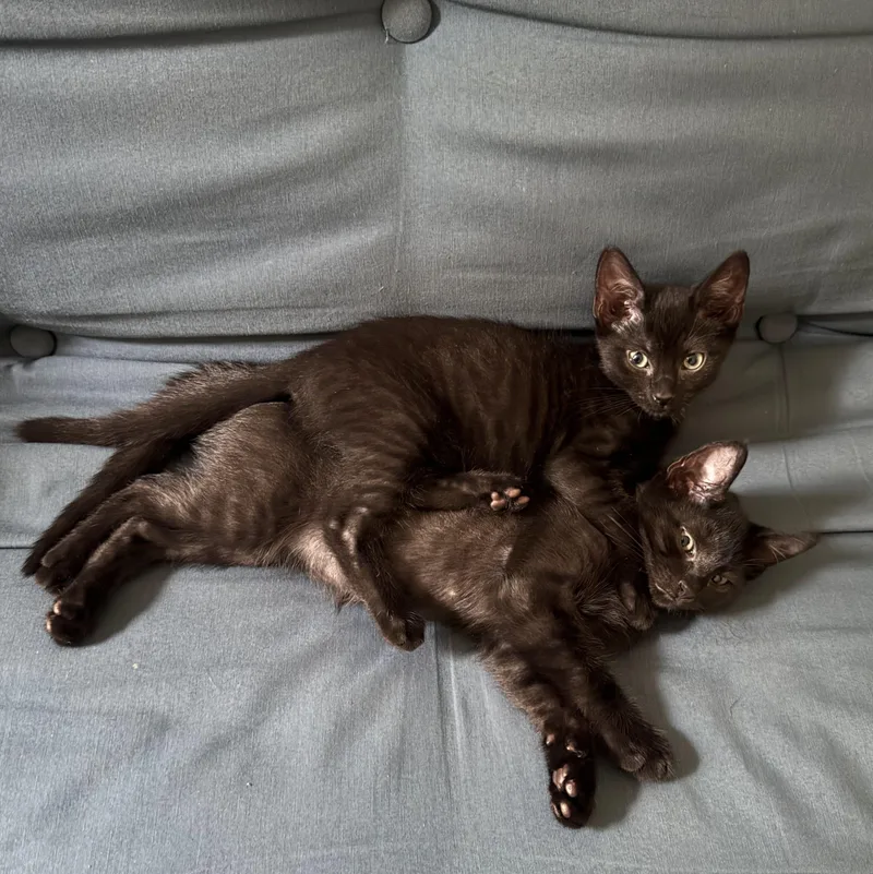 A baby small-sized male Black Domestic Short Hair cat named KC & Sunshine for adoption in brooklyn, NY