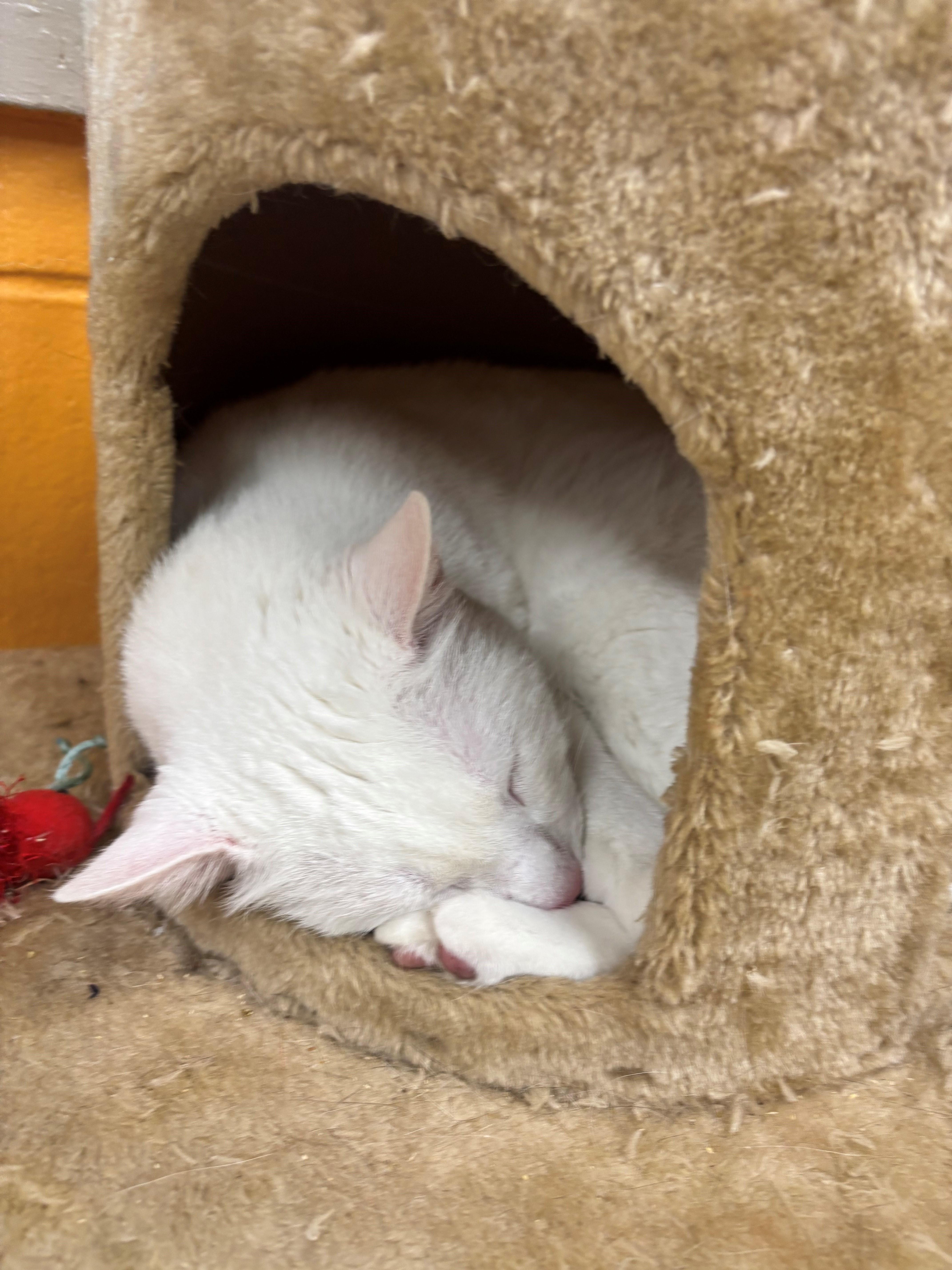 An adult medium-sized male White Domestic Short Hair cat named Mish Mish for adoption in Edison, NJ
