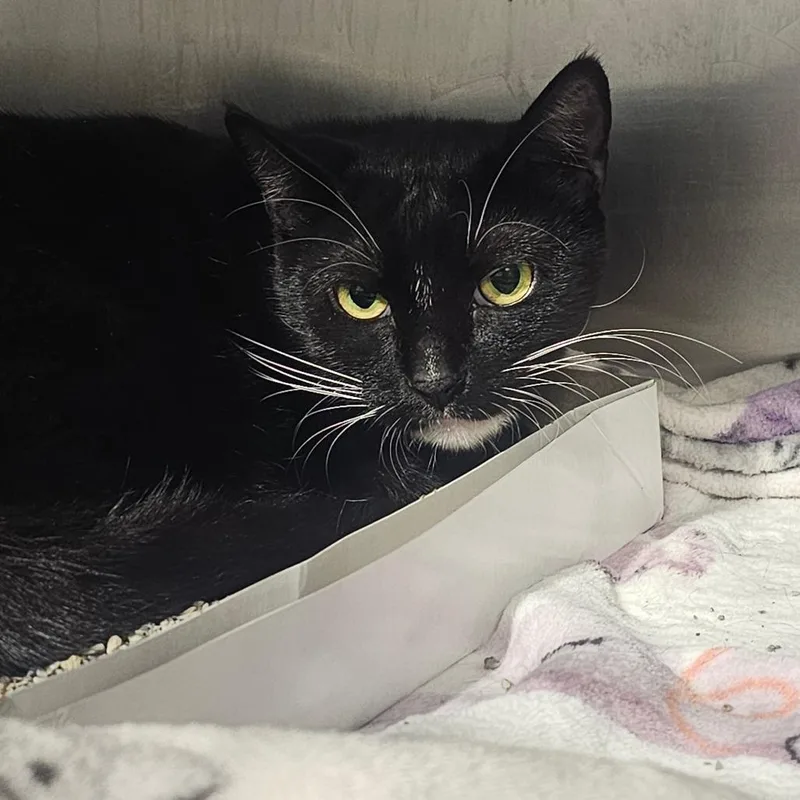 An adult large-sized male Black Domestic Short Hair cat named Grindylow for adoption in Tampa, FL