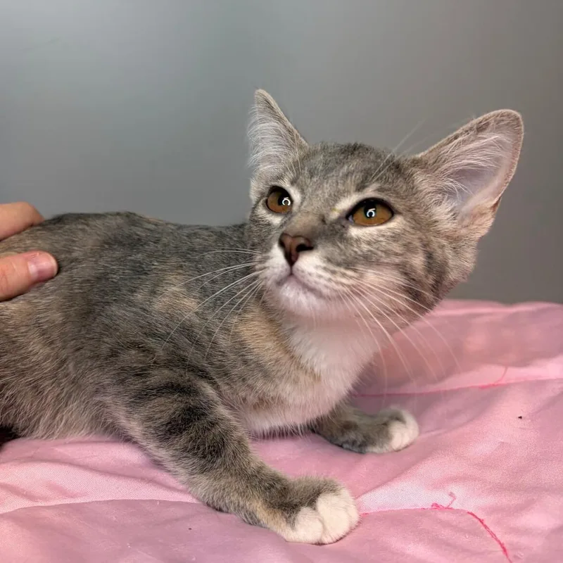 A baby medium-sized female Torbie Domestic Short Hair cat named Cove for adoption in San Antonio, TX