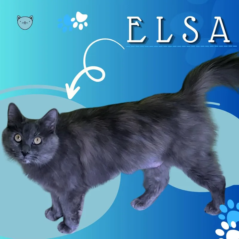 A young small-sized female Domestic Medium Hair cat named Elsa for adoption in Tucson, AZ