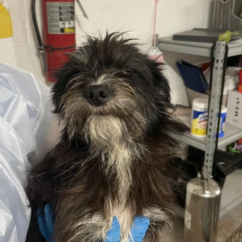 An adult small-sized male Black Terrier dog named Tostito for adoption in Edinburg, TX