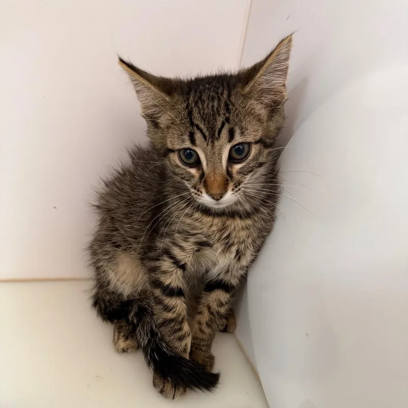 A baby small-sized male Black Domestic Short Hair cat named Gallop for adoption in Salt Lake City, UT