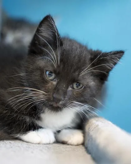 A baby small-sized male Domestic Short Hair cat named Mickey for adoption in Pequot Lakes, MN