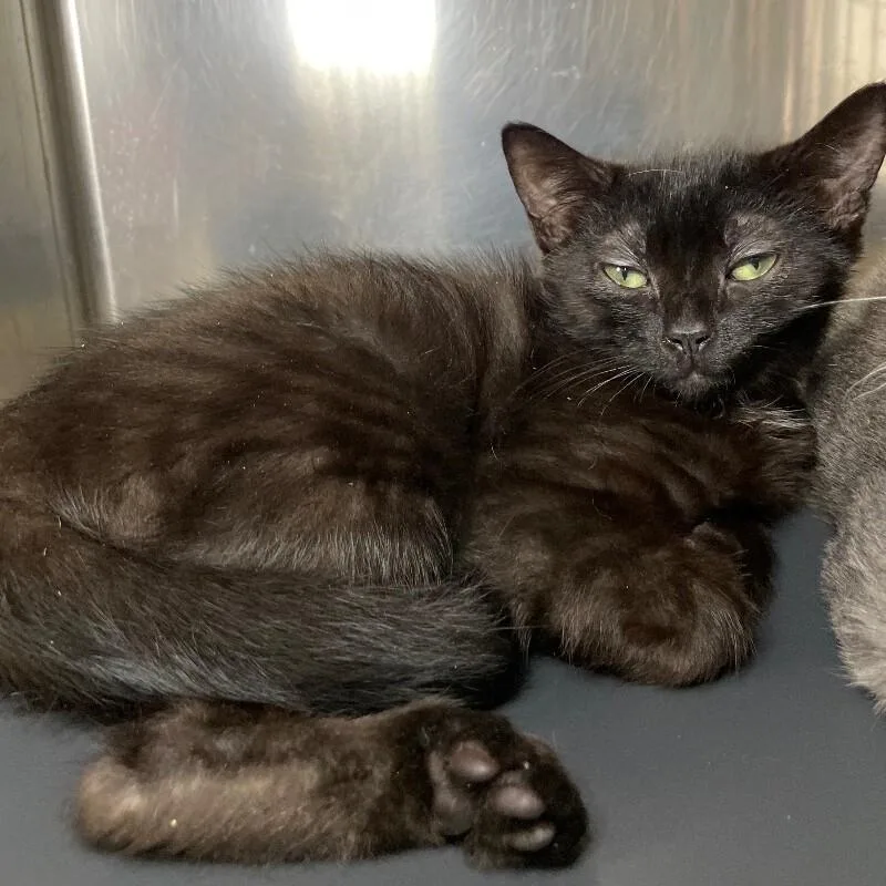 A young medium-sized male Domestic Short Hair cat named Jet for adoption in Roanoke, VA