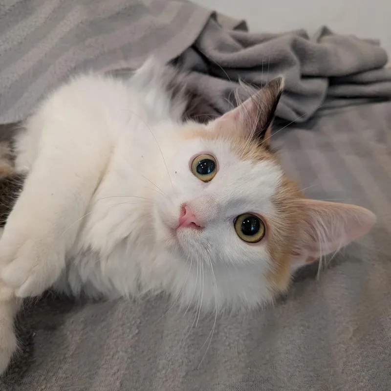 A baby small-sized female White Domestic Long Hair cat named Mentos for adoption in Lakeland, FL