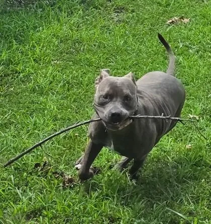 An adult large-sized female Gray / Blue / Silver Pit Bull Terrier dog named Baby Cakes for adoption in Kansas City, MO