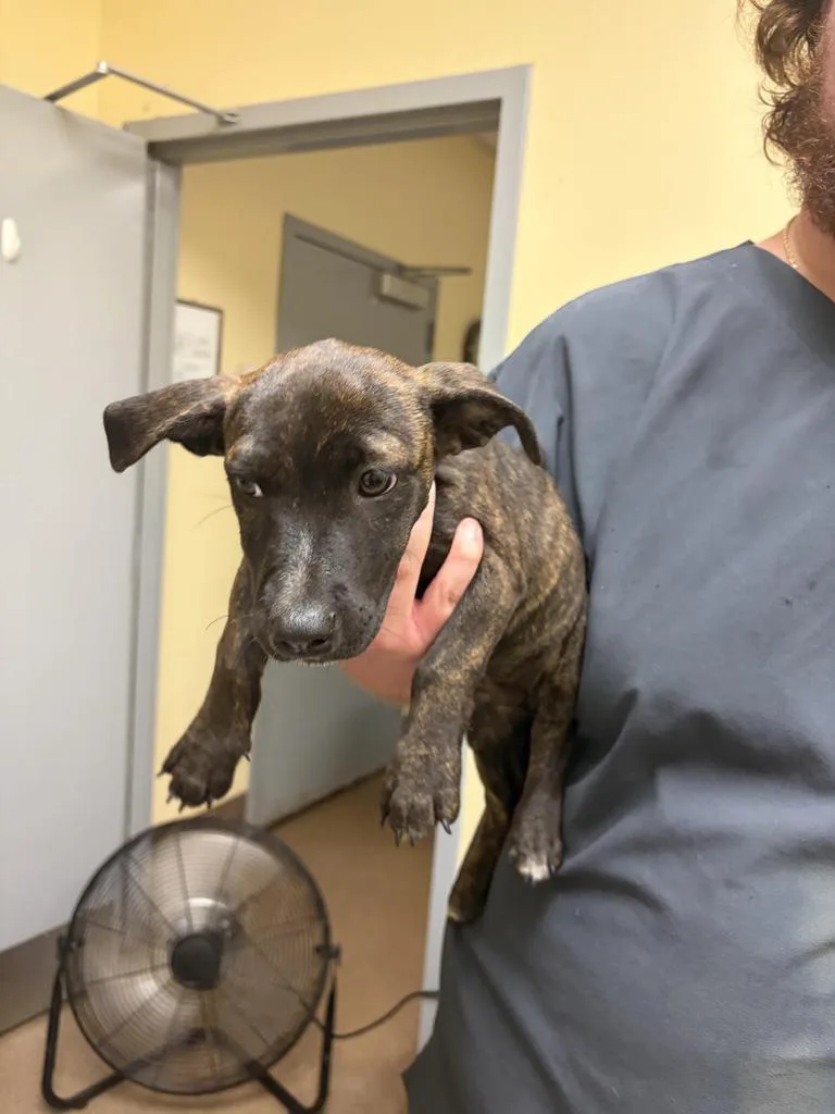 A baby medium-sized male Mixed Breed dog named Orzo for adoption in Florence, SC