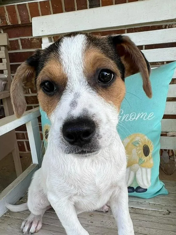 Stella