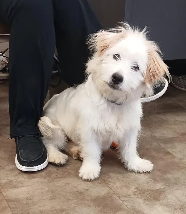 A baby small-sized male Coton de Tulear dog named Butters for adoption in Springfield, OH