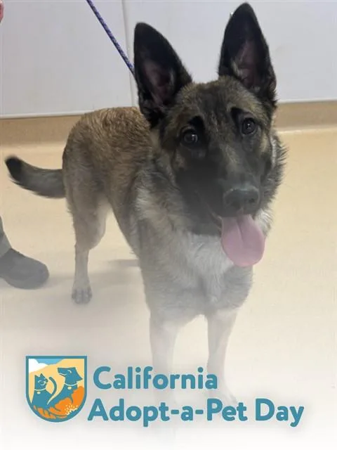 A young small-sized female Belgian Shepherd / Malinois dog named Athena for adoption in South Lake Tahoe, CA