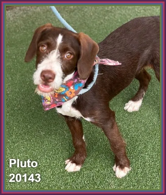 Pluto thumbnail 3