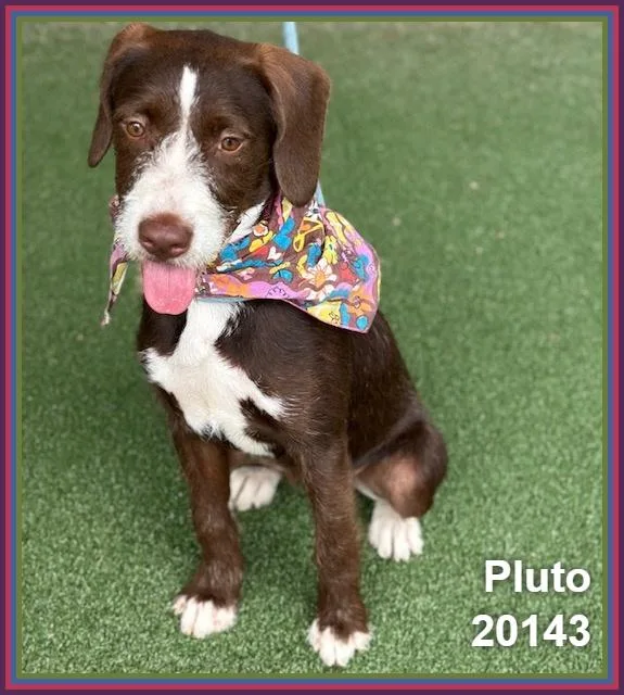 Pluto thumbnail 5